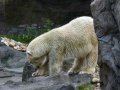 ZOO-Viden 24 srpen 2014 014.JPG